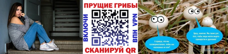 Галлюциногенные грибы Psilocybe  купить закладку  Краснодар 